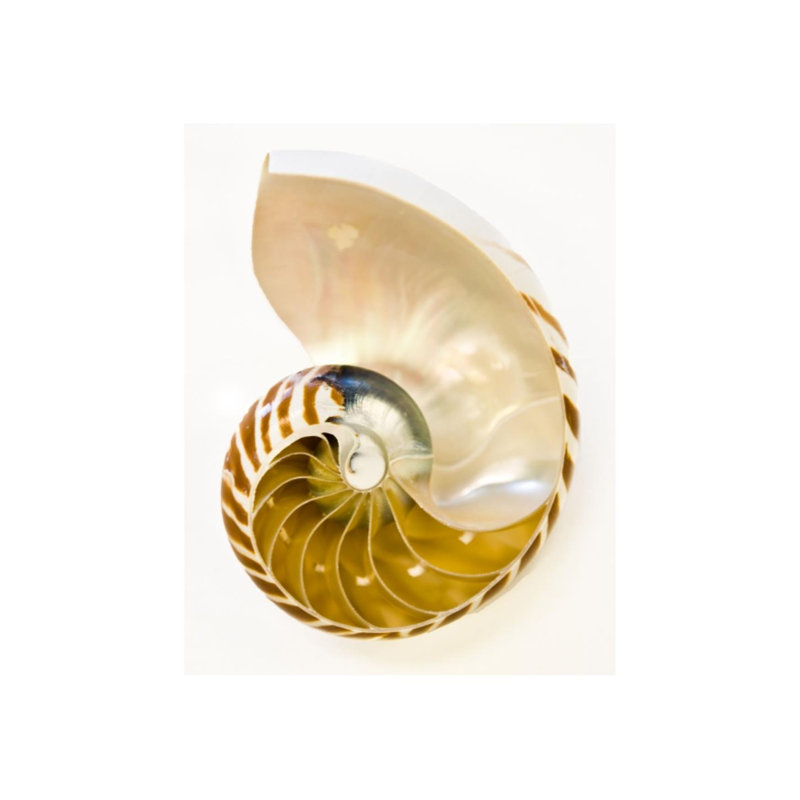 Coastal Objects II Print by Barclay Butera, Matte, 38" H x 30" W x 1.5" D