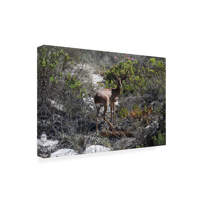 Bolog Bob Langrish Steenbok Canvas Art, 30" H x 47" W