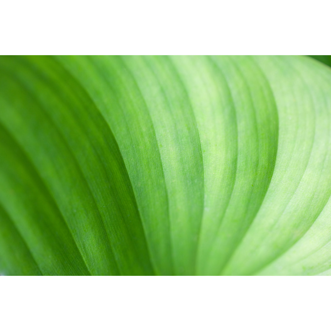 Close-up Of A Leaf With Different Shades Of Green von Entienou - Drucken