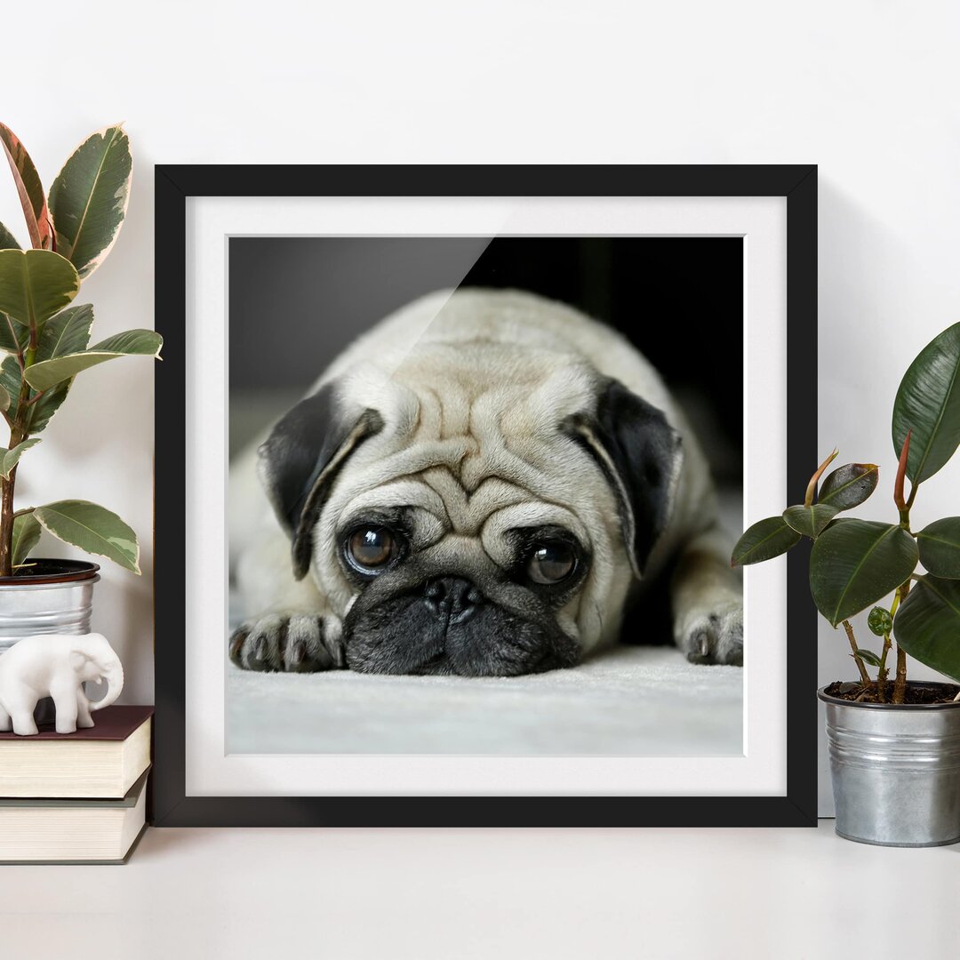 Gerahmter Fotodruck Pug Loves You