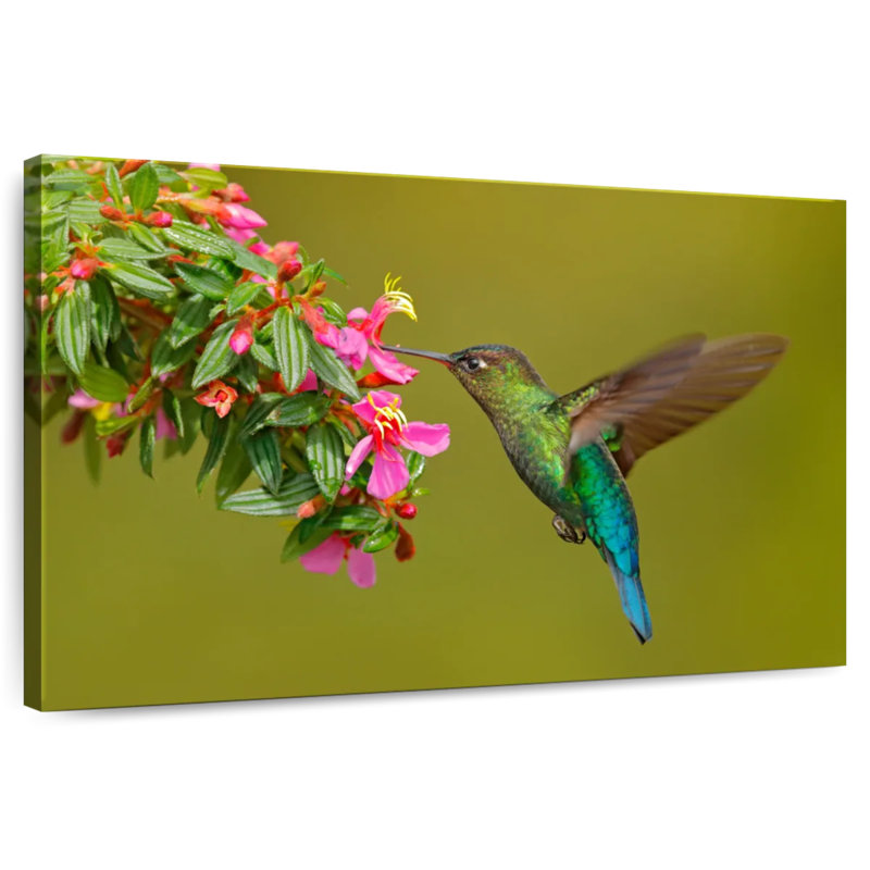 Brampt Hummingbird Feeding, 8'' H x 12'' W