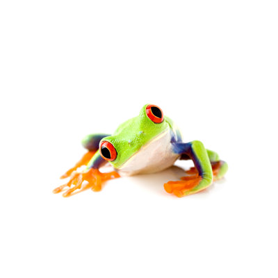 " Frog Is Curious " by Alptraum
