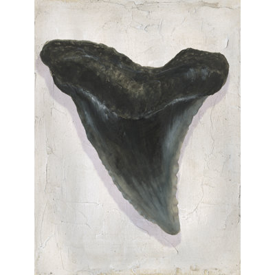 Tencho Watercolor Sharks Tooth I 1 Piece Wrapped Canvas Wall Art