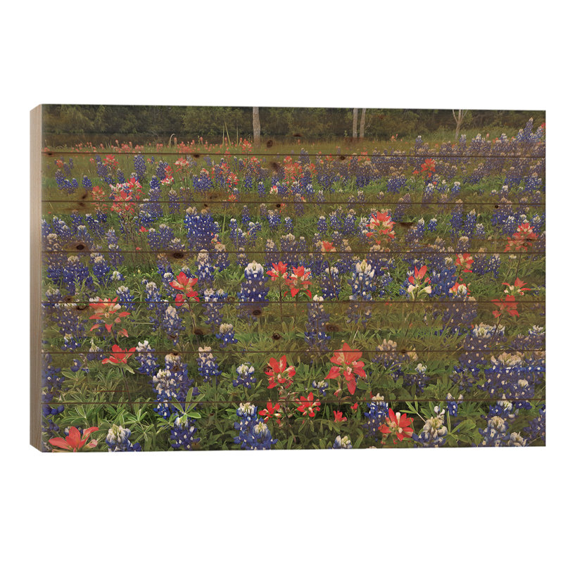Bluebonnet et Paintbrush Meadow, Cedar Hill State Park, Texas, H 26 po x l 40 po x P 1,5 po