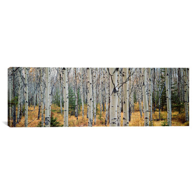 " Aspen Trees In A Forest Alberta, Canada " by Panoramic Images