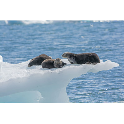 Ashtola Sea Otters on Ice - Photographie sur toile tendue