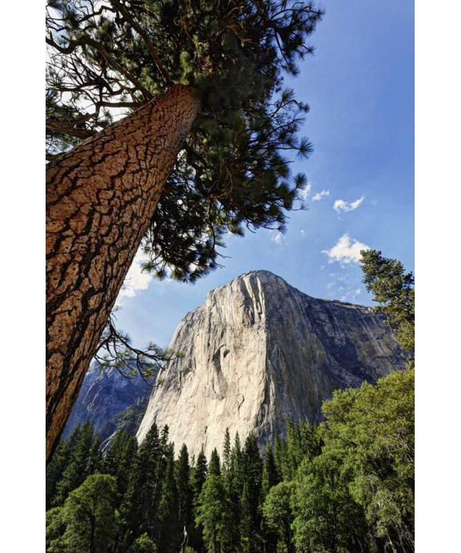 Flaherty, Dennis, art sur toile: Yosemite View of El Capitan landmark (66_US05 BJY0060), H 18 po x l 13 po