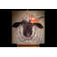 Content Ewe Hand Painted Acrylic Painting