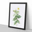 Macartney Rose in White by Pierre-Joseph Redoute - Picture Frame Painting Print-55577407-55577405