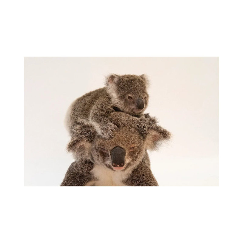 A Mother Koala Named Augustine And Her Baby At The Australia Zoo Wildlife Hospital In Queensland by Joel Sartore - Gallery-Wrapped Canvas Giclée on Canvas