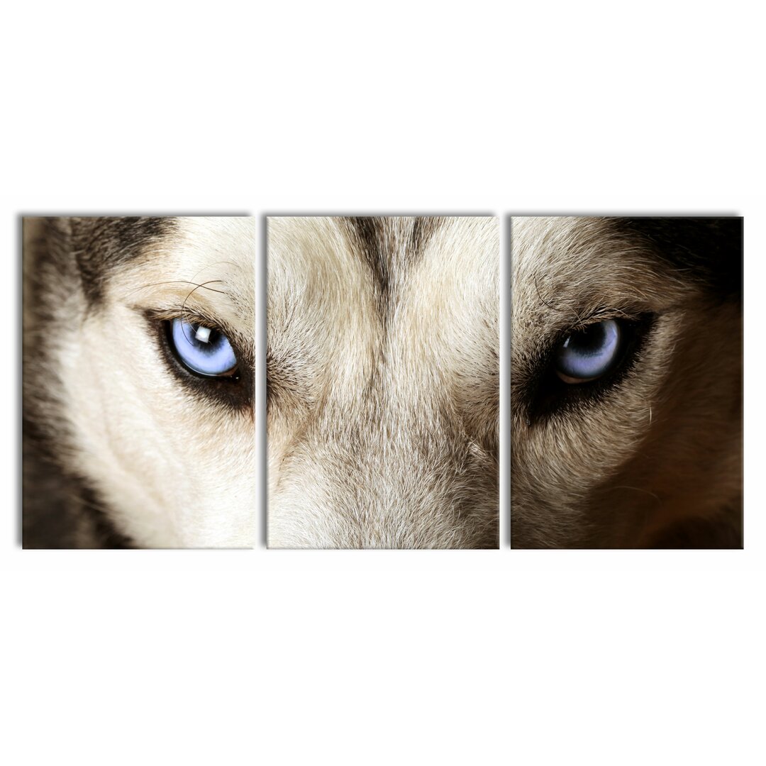 3-tlg. Leinwandbilder-Set Husky with Ice Blue Eyes