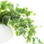 Jenner Faux Ivy Plant in Glass Vase