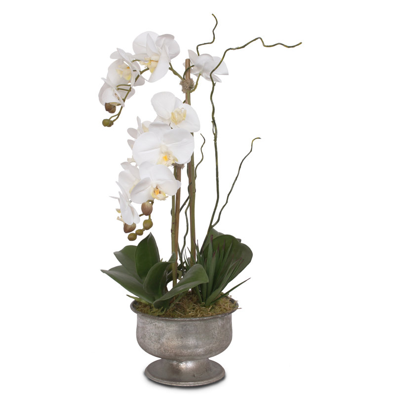 Real Touch White Phalaenopsis Orchids With Succulent In Silver Aged Metal Pot
