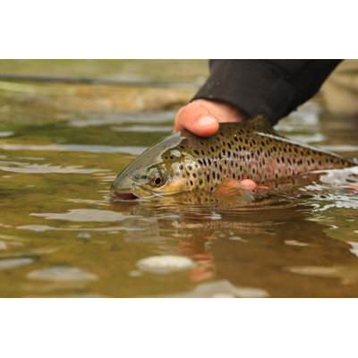 " Brown Trout Release " Painting Print