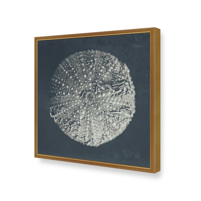 «Urchin Still Life II» par Nathan Larson, reproduction d'art, H 12 po x l 12 po, Or