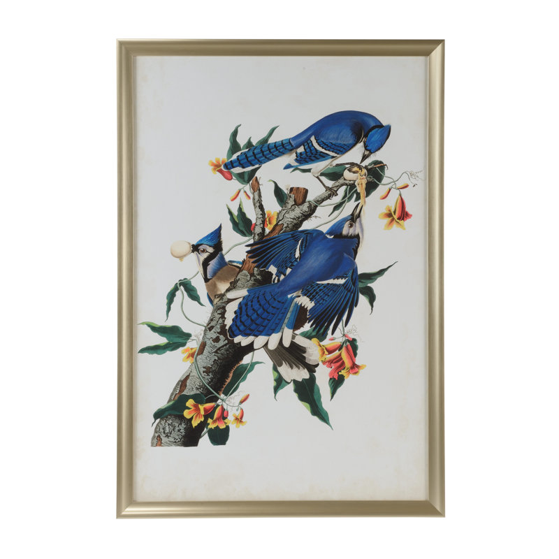 Audubon Blue Jay I Print