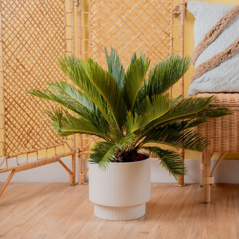 Sago Palm Tree in Décor Planter