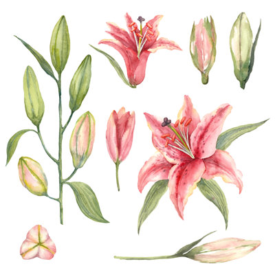 Pink Stargazer Lilies by Tatiana Alex - Wrapped Canvas Painting