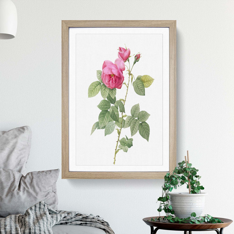 Bourbon Rose in Pink by Pierre-Joseph Redoute - Picture Frame Graphic Art Print, 36cm H x 27cm W x 2cm D, Oak Framed