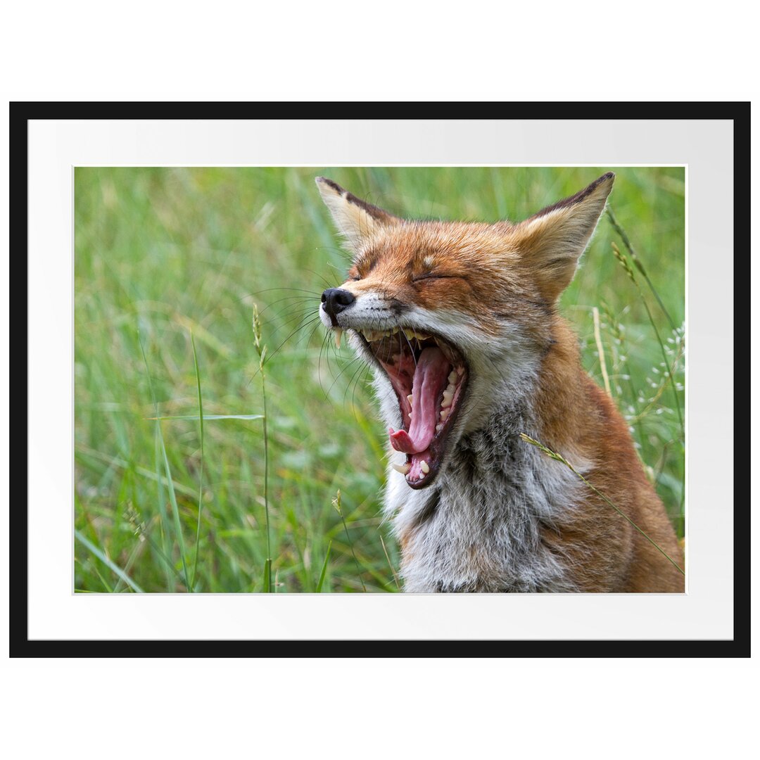 Gerahmtes Poster Müder Fuchs auf Wildwiese