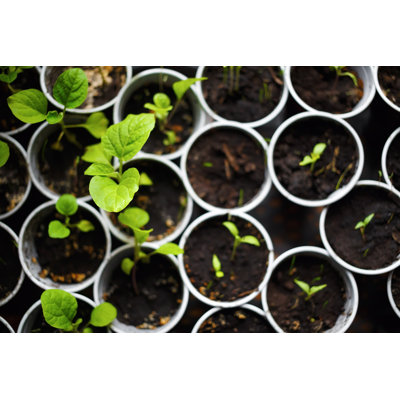 " Seedlings In Pots " by Veresovich