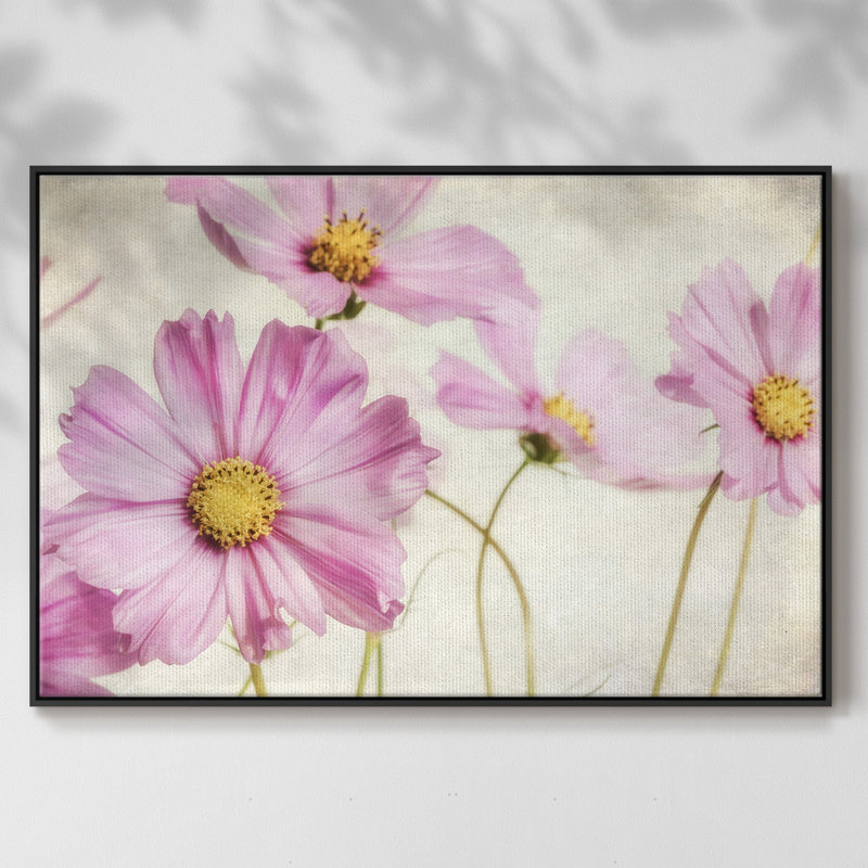 Pink Cosmos I, reproduction d'art sur toile, Noir, H 25 po x l 37 po x P 2 po