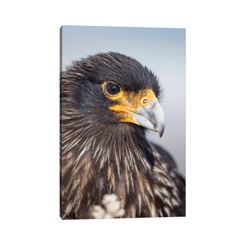 Adult Striated Caracara, Protected, Endemic To The Falkland Islands. by Martin Zwick - Wrapped Canvas Print