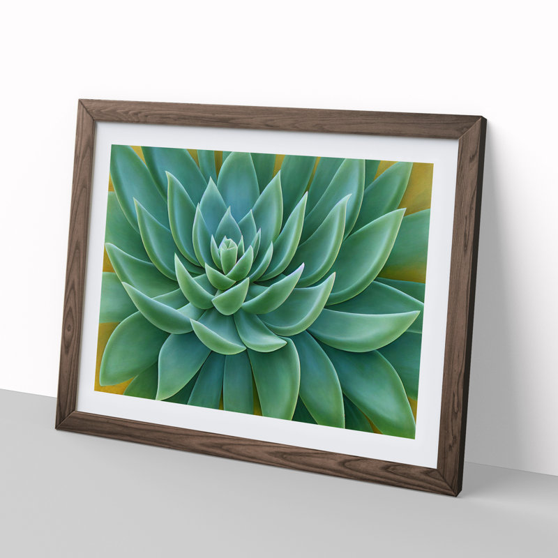 Soulful Succulent Plant - Framed Print, 25cm H x 34cm W x 2cm D, Walnut