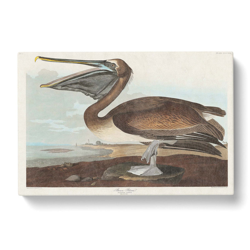 A Brown Pelican - Wrapped Canvas Painting, 40cm H x 60cm W x 3cm D