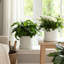 Handmade Ceramic Planter Set