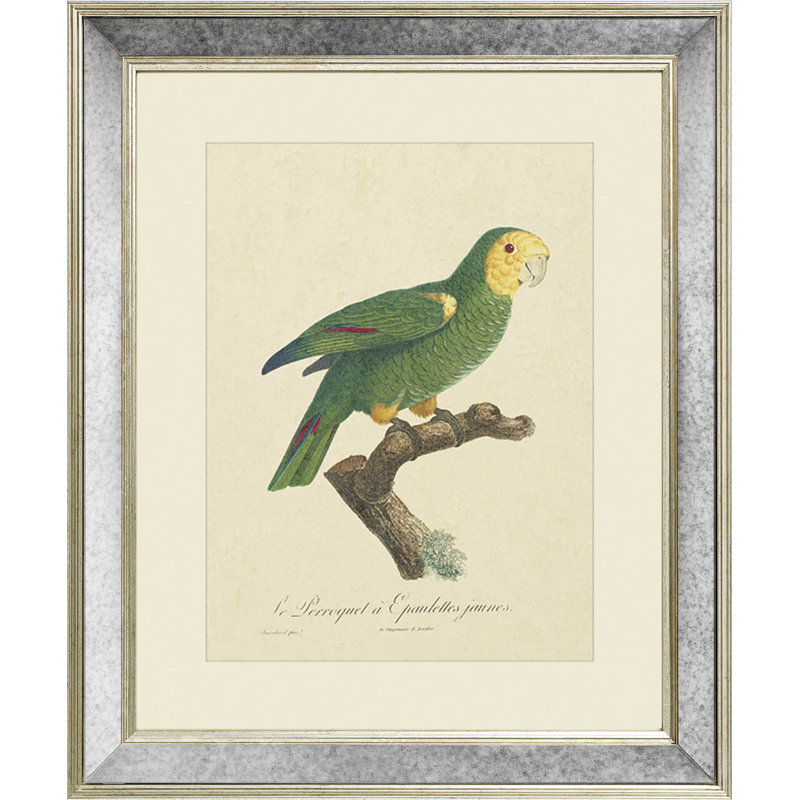 Tropical Bird III - Single Picture Frame Print on Canvas