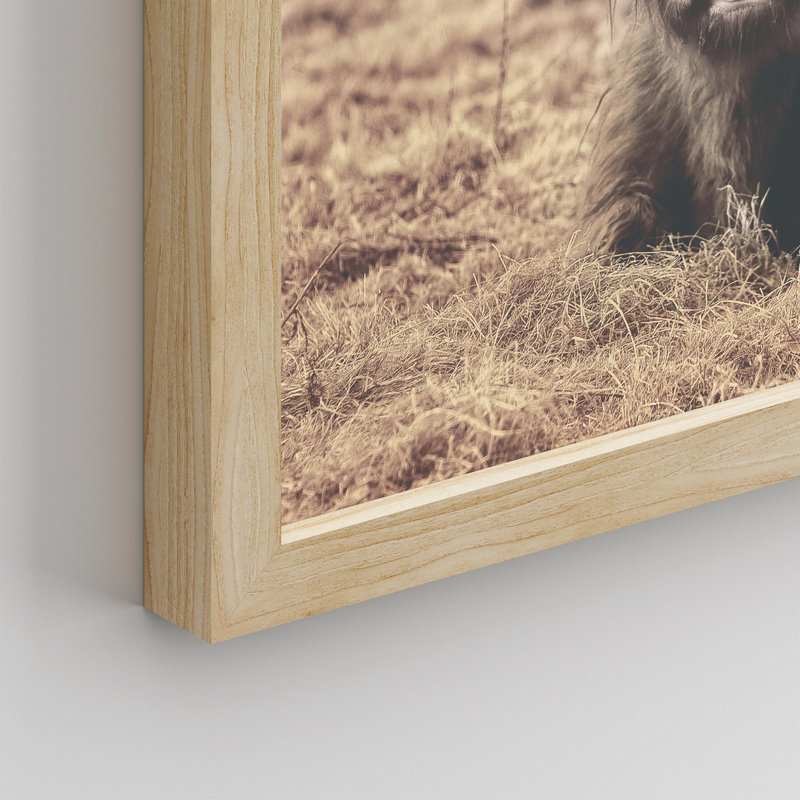 «Vache rétro Shetland, vache, bovins, animaux de la ferme» sur papier, Naturel, H 11 po x l 14 po