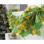 Angelamarie Polyvinyl Chloride (PVC) 3.5cm Tinsel