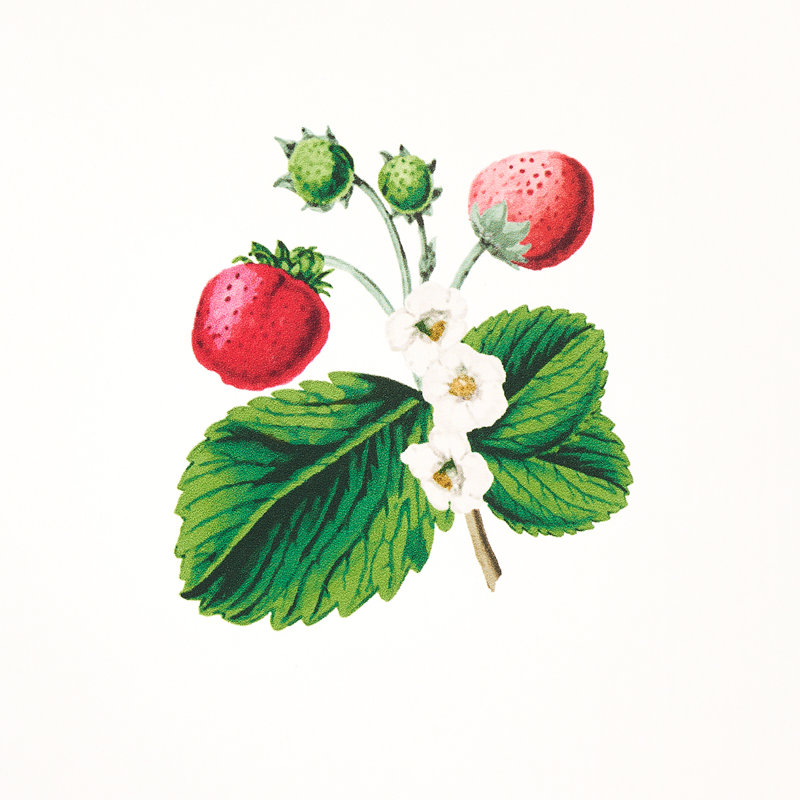 Schumacher x Johnson Hartig Strawberry Hill Wallpaper, White
