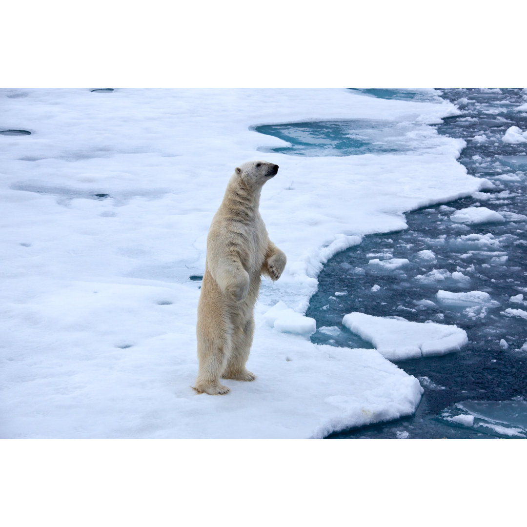 Eisbär auf Packeis stehend mit Teich von SeppFriedhuber - Kunstdrucke ohne Rahmen auf Leinwand