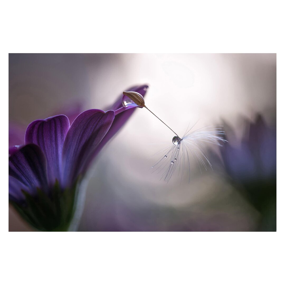 Matte Fototapete Purple Rain 2,9 m x 432 cm