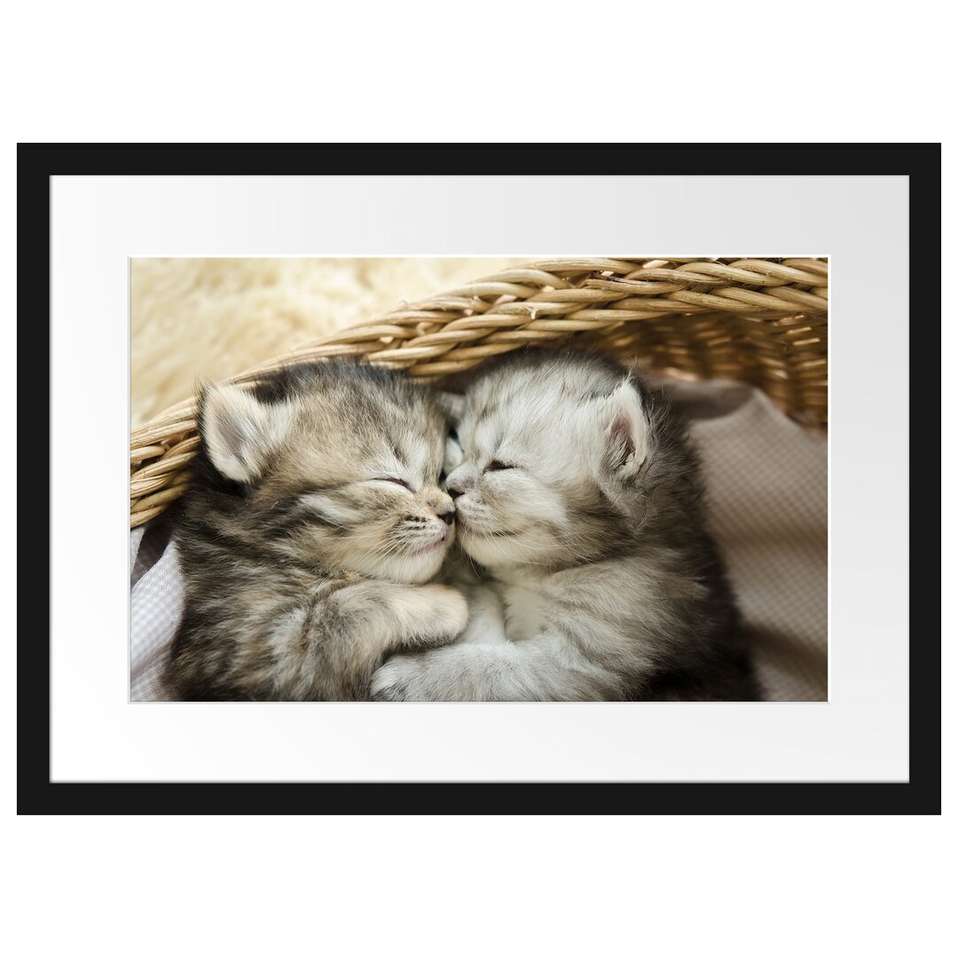 Gerahmtes Poster Baby Katze