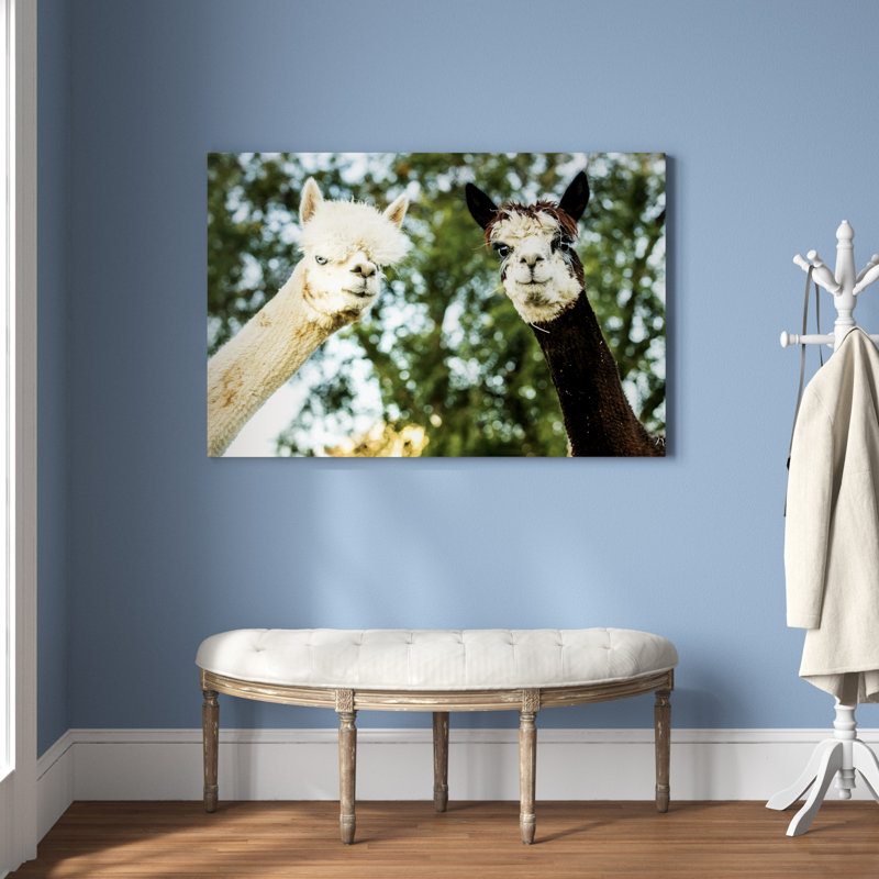 Alpaca Portrait III by Tyler Stockton - Wrapped Canvas Photograph, 81cm H x 122cm W, Black Floater Framed