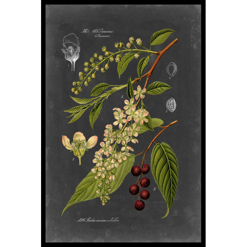 «Midnight Botanical II» par Vision Studio - Impression sur toile, H 19,50 po x l 13,50 po