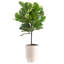 Fiddle Leaf Fig Plant in Planter