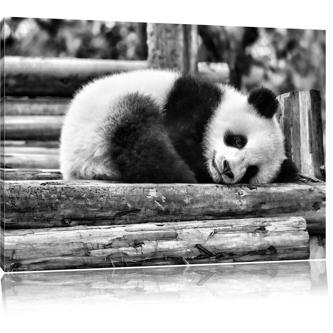 Leinwandbild Süßer kleiner Pandabär in Monochrom