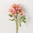 Rose est en rupture de stock