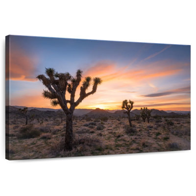 Harnek Joshua Tree Desert Morning