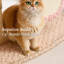 Arbre à chat Modern Modern-215010108