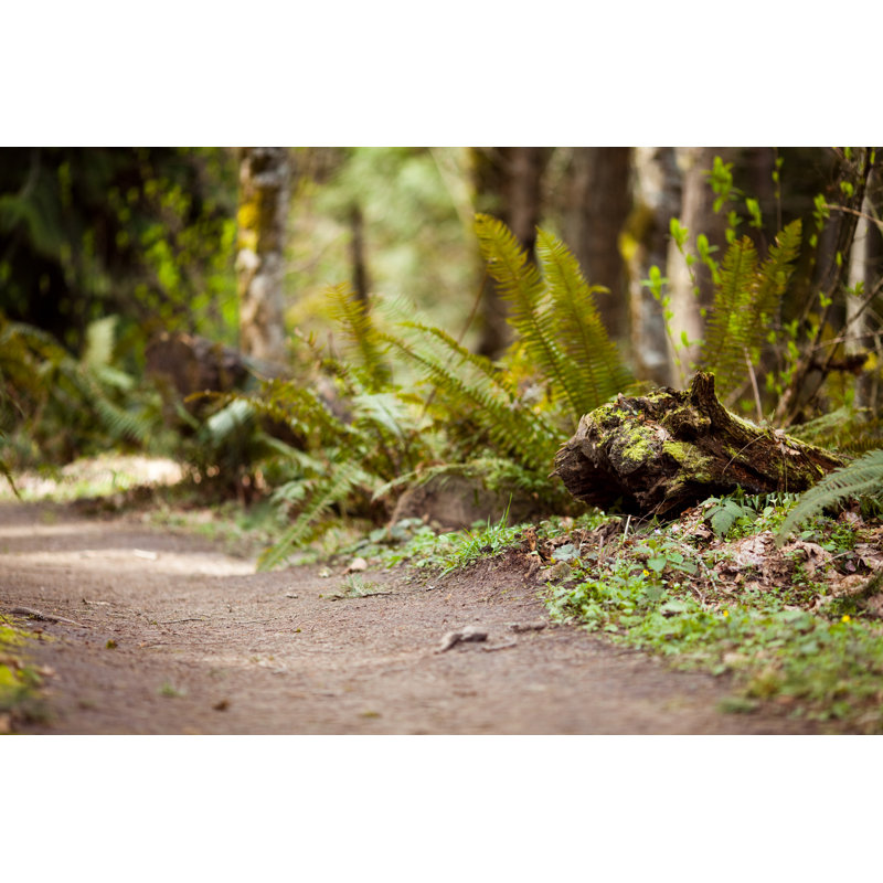 Chemin forestier par Timnewman, H 20 po x l 30 po