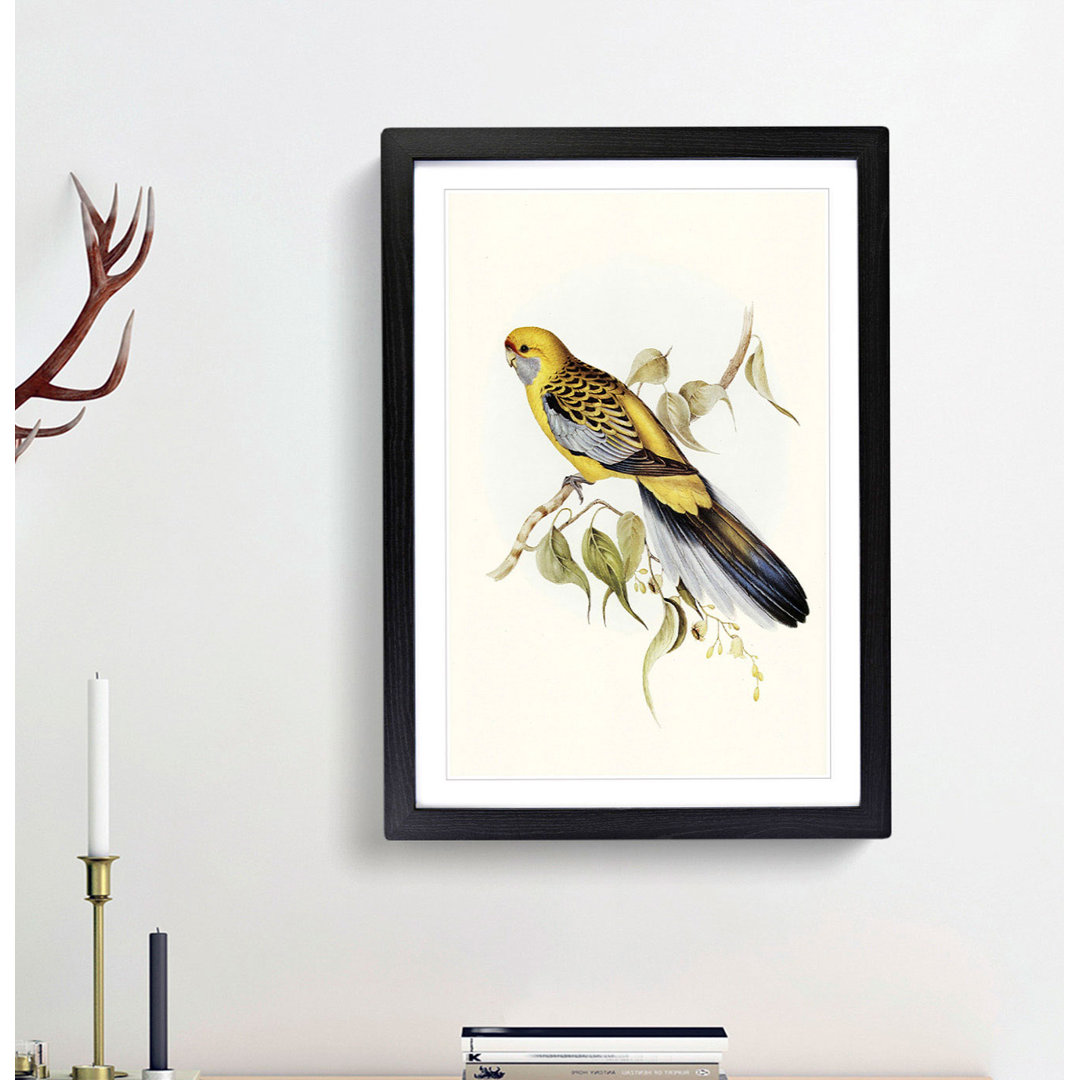Yellow-Rumped Parakeets by Elizabeth Gould - Picture Frame Art Print
