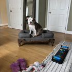 Tucker Murphy Pet™ Acacia Wood Dog Bed With Washable Cushion & Reviews ...