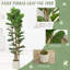  180cm Artificial Fiddle Leaf Fig Tree with Solid Wood Trunks-2104939309