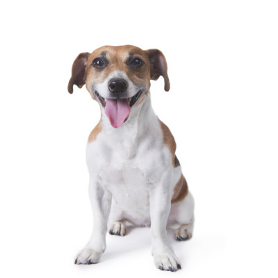 Pet Laughter - Wrapped Canvas Print