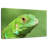 Green Lizard Closeup-1099450971